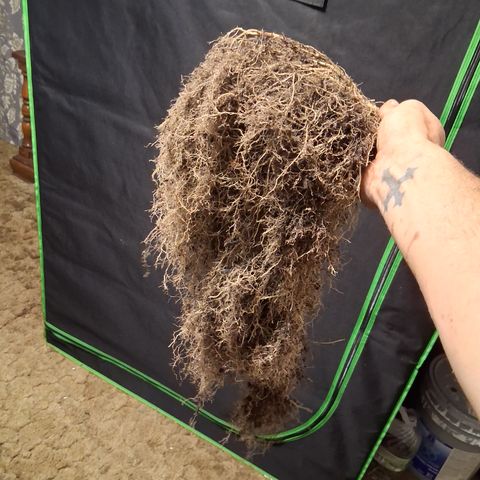 Gorilla  growlog photo: The root ball 