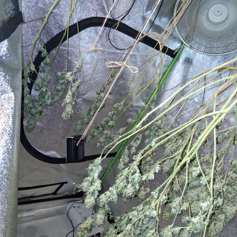 Gorilla  growlog timeline photo