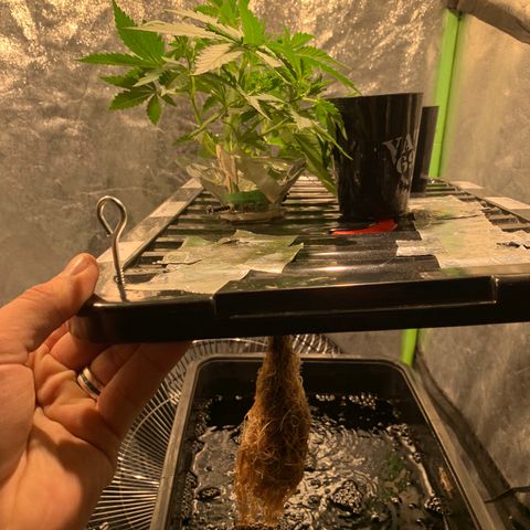 #1 Gorilla Glue - #1 Hidro growlog timeline photo