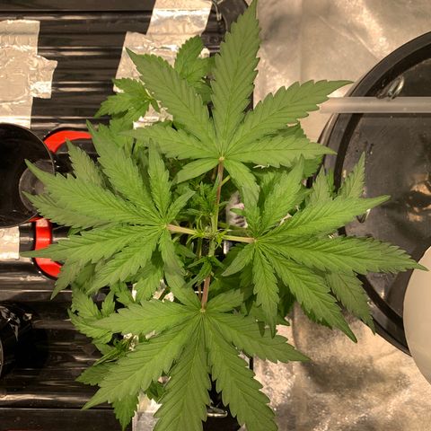 #1 Gorilla Glue - #1 Hidro growlog timeline photo