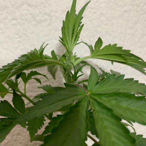 #1 Gorilla Glue - #1 Hidro growlog timeline photo