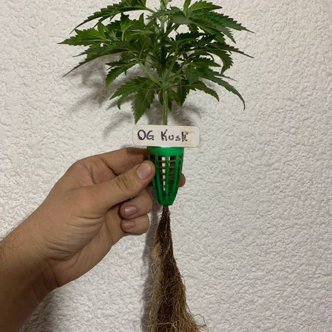 #1 Gorilla Glue - #1 Hidro growlog timeline photo