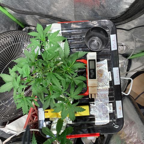 #1 Gorilla Glue - #1 Hidro growlog photo: Defoliacion