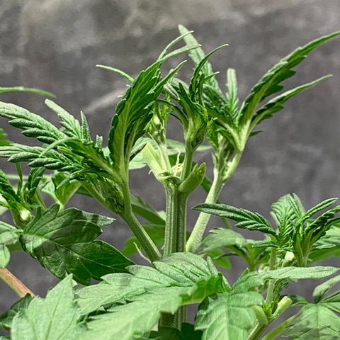 #1 Gorilla Glue - #1 Hidro growlog timeline photo