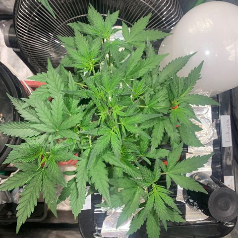 #1 Gorilla Glue - #1 Hidro growlog timeline photo