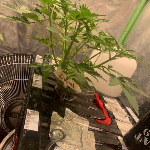 #1 Gorilla Glue - #1 Hidro growlog timeline photo