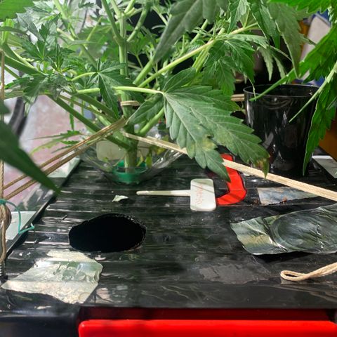#1 Gorilla Glue - #1 Hidro growlog timeline photo