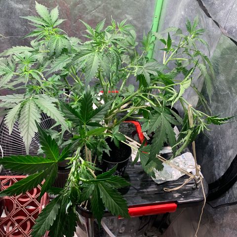 #1 Gorilla Glue - #1 Hidro growlog timeline photo