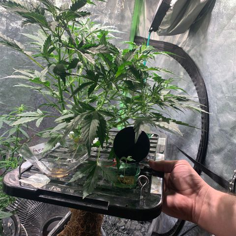 #1 Gorilla Glue - #1 Hidro growlog timeline photo