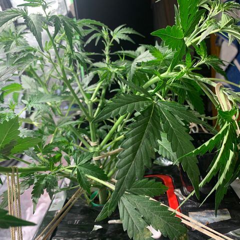 #1 Gorilla Glue - #1 Hidro growlog timeline photo