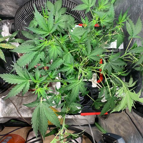 #1 Gorilla Glue - #1 Hidro growlog timeline photo