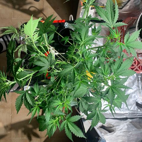 #1 Gorilla Glue - #1 Hidro growlog timeline photo