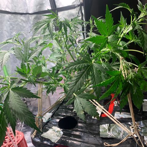 #1 Gorilla Glue - #1 Hidro growlog timeline photo