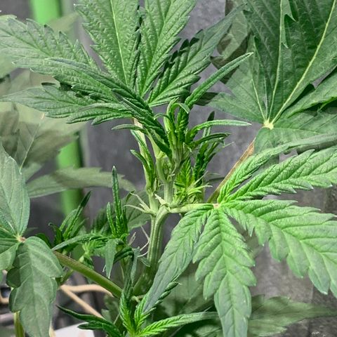#1 Gorilla Glue - #1 Hidro growlog timeline photo