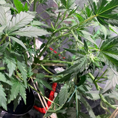 #1 Gorilla Glue - #1 Hidro growlog timeline photo