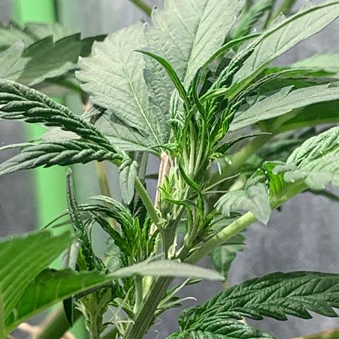 #1 Gorilla Glue - #1 Hidro growlog timeline photo