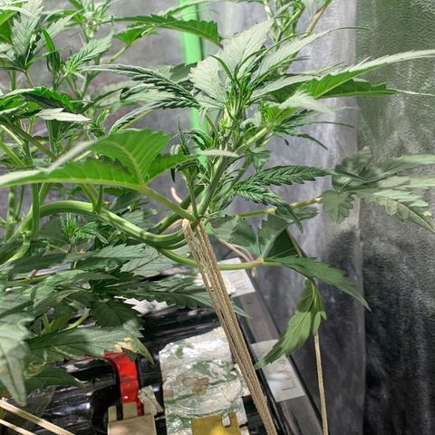 #1 Gorilla Glue - #1 Hidro growlog timeline photo