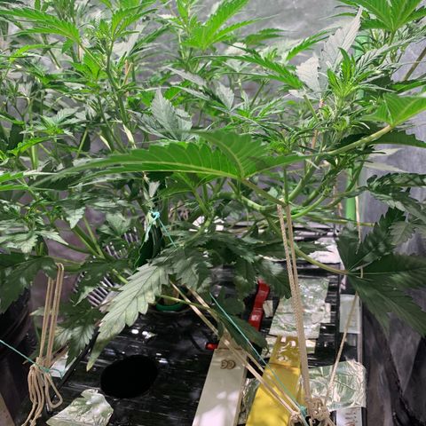 #1 Gorilla Glue - #1 Hidro growlog timeline photo