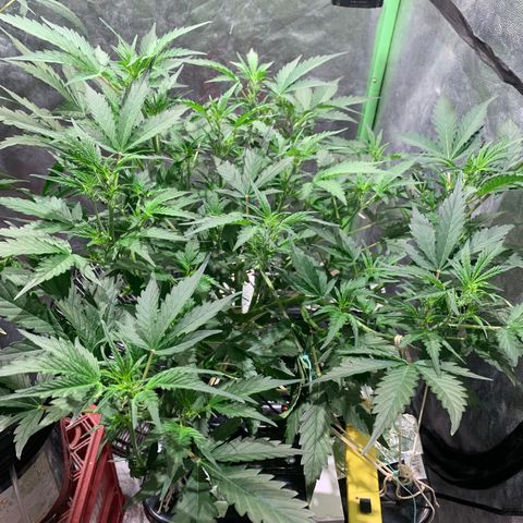 #1 Gorilla Glue - #1 Hidro growlog timeline photo