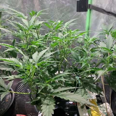 #1 Gorilla Glue - #1 Hidro growlog timeline photo