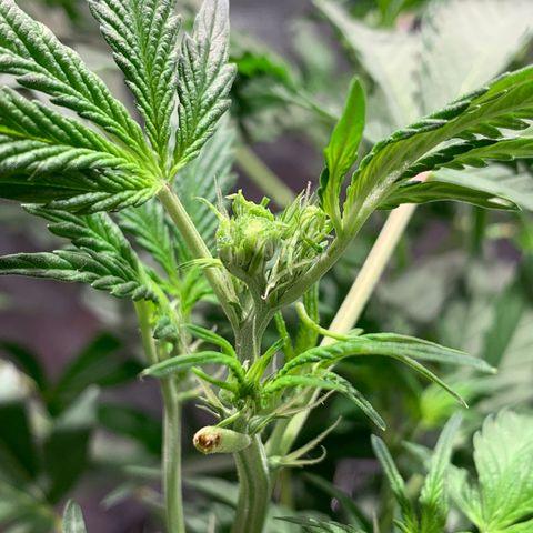 #1 Gorilla Glue - #1 Hidro growlog photo: FIM