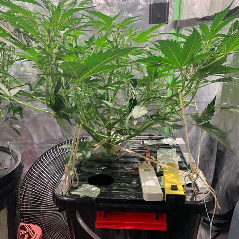 #1 Gorilla Glue - #1 Hidro growlog timeline photo
