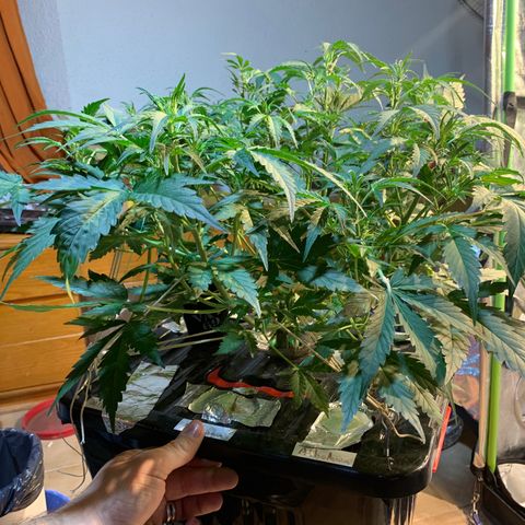#1 Gorilla Glue - #1 Hidro growlog timeline photo