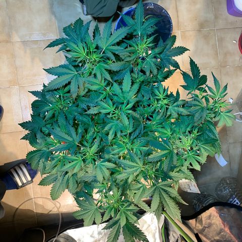 #1 Gorilla Glue - #1 Hidro growlog timeline photo