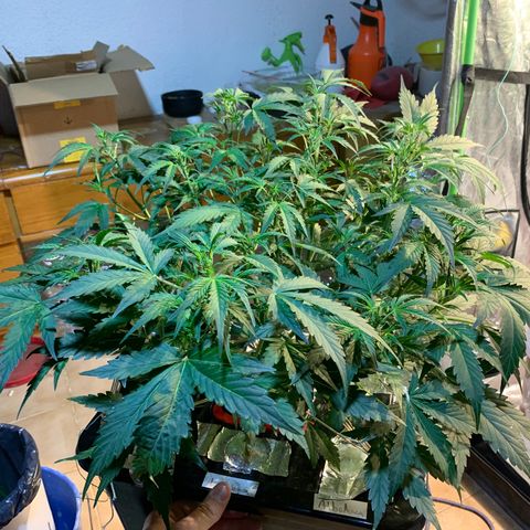 #1 Gorilla Glue - #1 Hidro growlog timeline photo