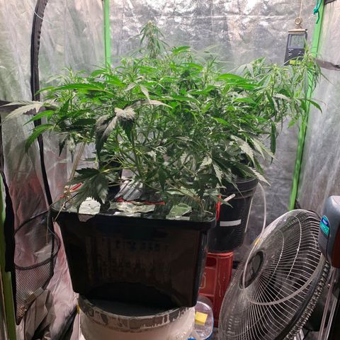 #1 Gorilla Glue - #1 Hidro growlog timeline photo