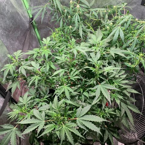 #1 Gorilla Glue - #1 Hidro growlog timeline photo