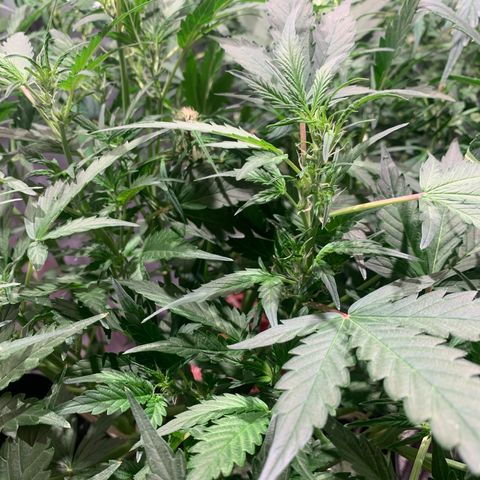 #1 Gorilla Glue - #1 Hidro growlog timeline photo