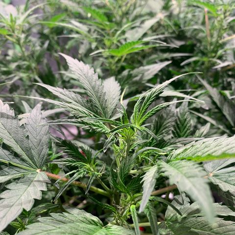 #1 Gorilla Glue - #1 Hidro growlog timeline photo