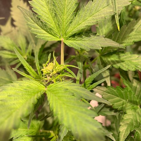 #1 Gorilla Glue - #1 Hidro growlog timeline photo