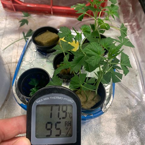 #1 Gorilla Glue - #1 Hidro growlog timeline photo