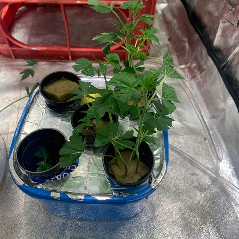 #1 Gorilla Glue - #1 Hidro growlog timeline photo
