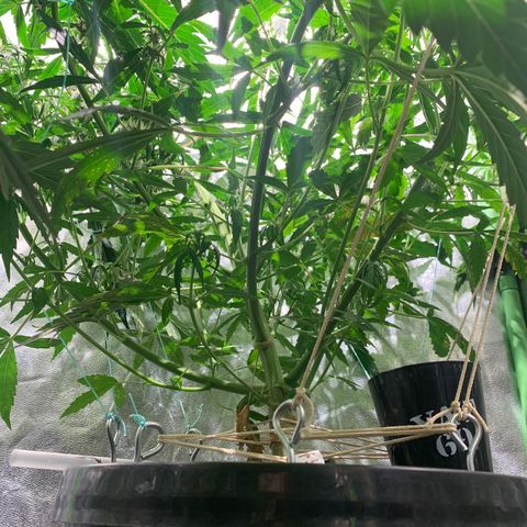 #1 Gorilla Glue - #1 Hidro growlog timeline photo