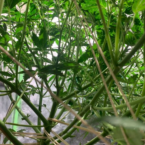 #1 Gorilla Glue - #1 Hidro growlog timeline photo