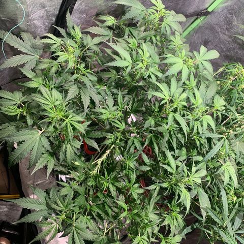 #1 Gorilla Glue - #1 Hidro growlog timeline photo