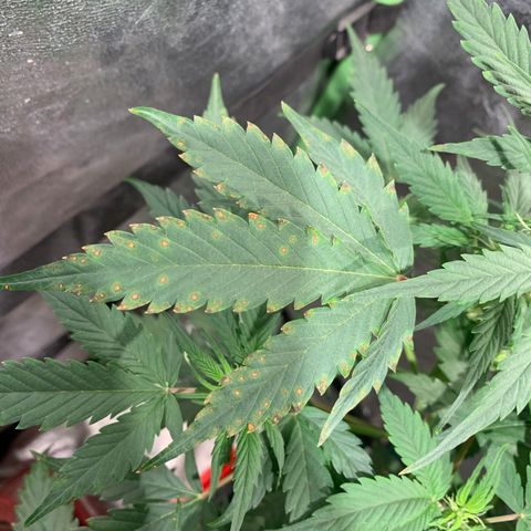 #1 Gorilla Glue - #1 Hidro growlog timeline photo