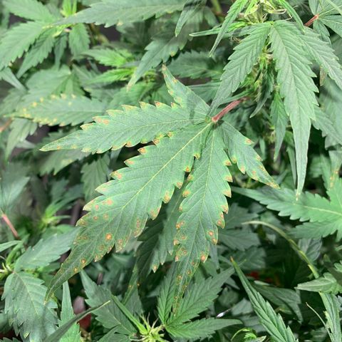 #1 Gorilla Glue - #1 Hidro growlog timeline photo