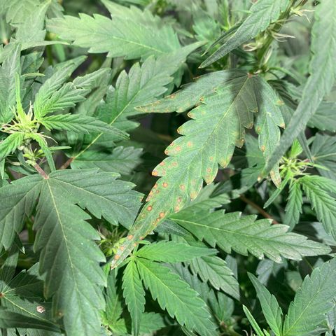 #1 Gorilla Glue - #1 Hidro growlog timeline photo
