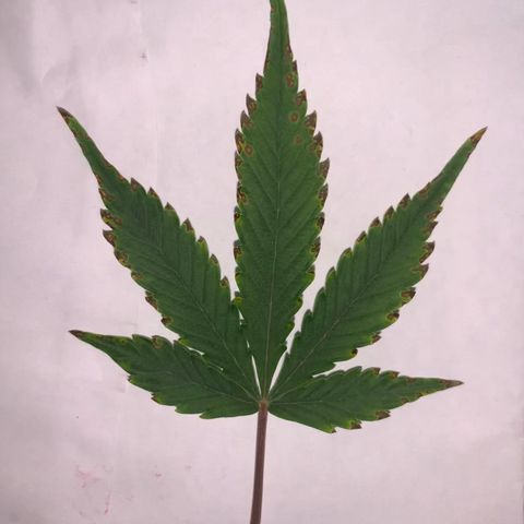 #1 Gorilla Glue - #1 Hidro growlog timeline photo