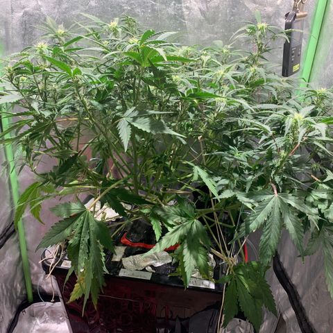 #1 Gorilla Glue - #1 Hidro growlog timeline photo