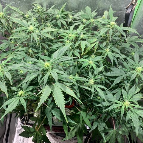 #1 Gorilla Glue - #1 Hidro growlog timeline photo