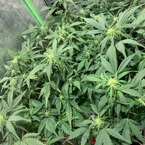 #1 Gorilla Glue - #1 Hidro growlog timeline photo