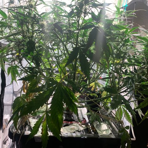 #1 Gorilla Glue - #1 Hidro growlog timeline photo