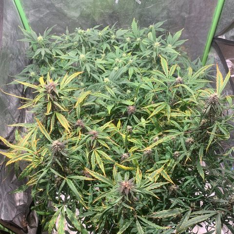 #1 Gorilla Glue - #1 Hidro growlog timeline photo