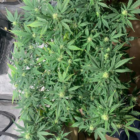 #1 Gorilla Glue - #1 Hidro growlog timeline photo