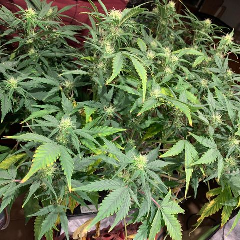 #1 Gorilla Glue - #1 Hidro growlog timeline photo